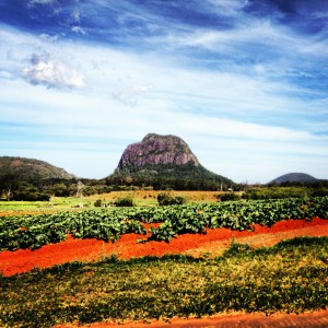 The Glass House Mountains taken while driving through.