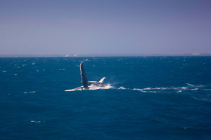 A whale fin slapping, Hervey Bay, Australia