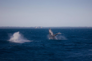 A whale breaching, Hervey Bay, Australia