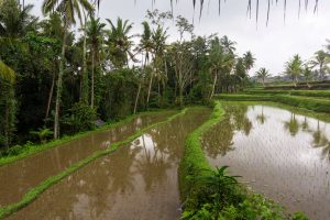 The rice fields next door to Sandat Glamping Resort, Ubud.