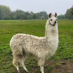 Hensting Alpacas resident llama